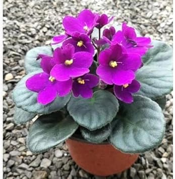 African (African scientific name) for planting in garden