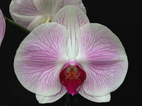 Pink White Phalaenopsis Orchid Flower Seeds – Heirloom, Non-GMO Seeds for Planting