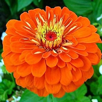 Zinnia Orange Flower Seeds for Planting – Vibrant, Non-GMO Heirloom Flower Seeds