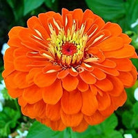 Zinnia Orange Flower Seeds for Planting – Vibrant, Non-GMO Heirloom Flower Seeds