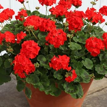Geranium Flowers Seeds Heirloom Non GMO Planting - 100 pcs for planting in home garden
