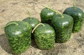 Mixed Green Gourd seeds for trellis planting