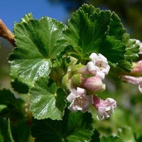 Pink Ribes Cereum Flower Seeds for Planting - 100 pcs seeds for planting in home garden
