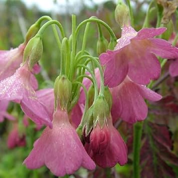 Primula Waltonii Seeds for Planting – Organic, Heirloom, Non-GMO Flower Seeds