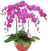 Heirloom Non-GMO Pink Hydroponic Orchid Flower Seeds for Garden Planting – Exotic Indoor Blooms
