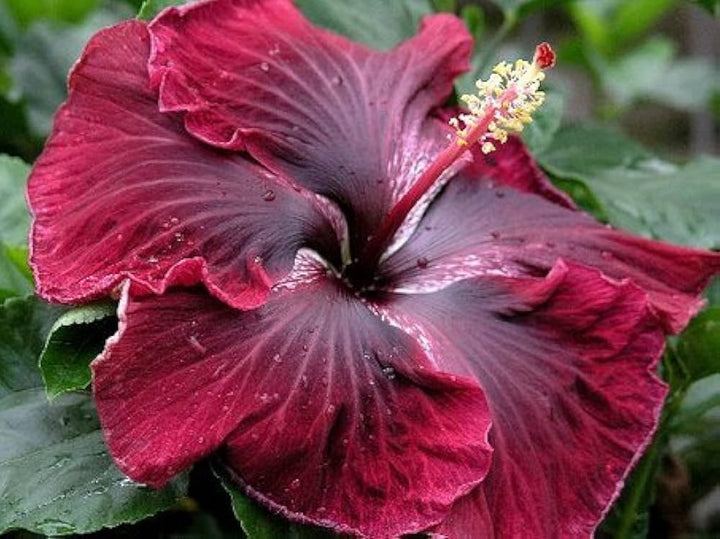 Heirloom Non-GMO Maroon Hibiscus Flower Seeds ƒ?? Rich Tropical Blooms for Garden Planting