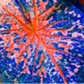 Caladium Blue Mix Flower Seeds for Planting NON GMO Seeds