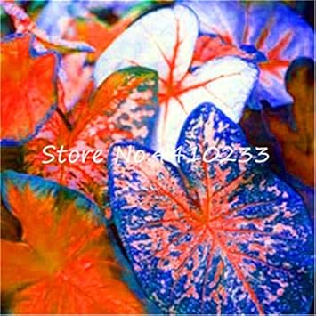 Caladium Dark Blue Flower Seeds for Planting NON GMO Seeds