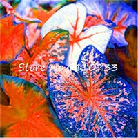 Caladium Dark Blue Flower Seeds for Planting NON GMO Seeds