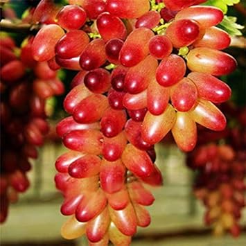 100 Pcs