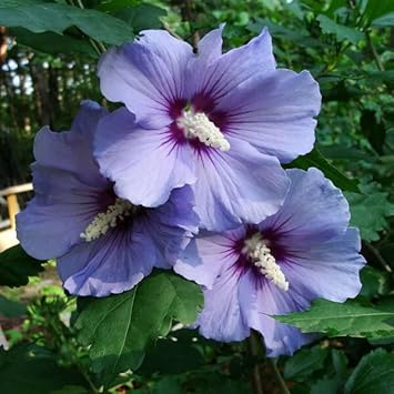 Violet Hibiscus Seeds for Planting – Organic, Heirloom, Non-GMO Flower Seeds