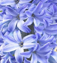 Sky Blue Hyacinthus Orientalis Flower Seeds for Planting NON GMO Seeds