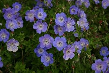 Geranium Rozanne Flower Seeds ƒ?? Heirloom Non-GMO Seeds for Planting for planting in your garden.