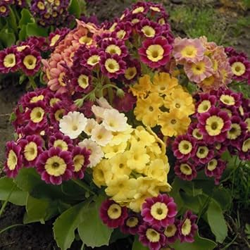 Aurikel Flower Seeds for Planting - 100 Pcs pcs