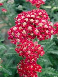 Heirloom Red Yarrow Flower Seeds for Planting, Non-GMO seeds for planting in home garden