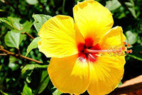 Heirloom Non-GMO Light Green Hibiscus Flower Seeds for Garden Planting – Rare Tropical Blooms