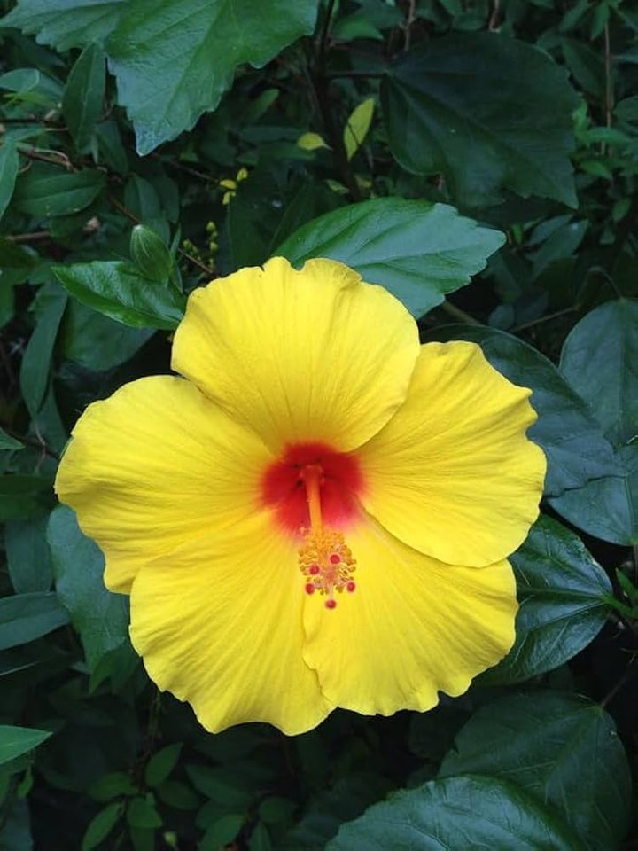 Heirloom Non-GMO Light Green Hibiscus Flower Seeds for Garden Planting ƒ?? Rare Tropical Blooms