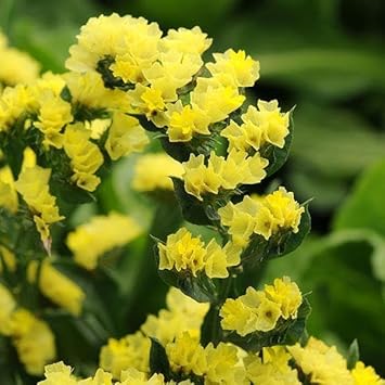 Heirloom Non-GMO Limonium Flower Seeds for Planting – Long-Lasting Blooms for Coastal Gardens - Non-GMO for planting in home garden
