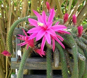 Aporocactus Flower Seeds for Planting, Fresh, NON GMO Seeds seeds for planting in home garden