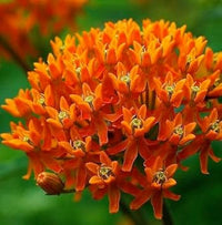 Asclepias Flower Seeds Heirloom Non GMO Planting - 100 pcs for planting in home garden