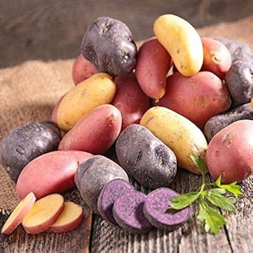 Fingerling Potato Mixed Variety Seeds for Planting-Heirloom & Non-GMO Seeds for planting