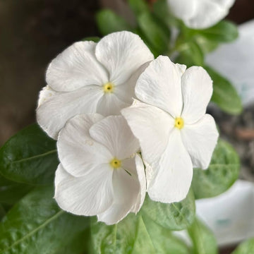 White Vinca Flower Seeds for Planting - 100 pcs for planting in home garden