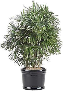 Green Rhapis Palm Plant Seeds for Indoor and Tropical Gardens ? Fresh Herb for Your Garden