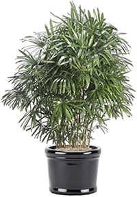 Green Rhapis Palm Plant Seeds for Indoor and Tropical Gardens ? Fresh Herb for Your Garden