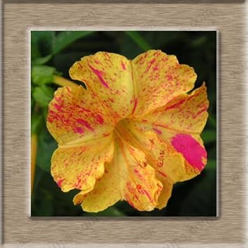 Heirloom Non-GMO Orange Pink Mirabilis Flower Seeds for Garden Planting – Fragrant Evening Blooms
