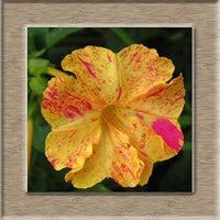 Heirloom Non-GMO Orange Pink Mirabilis Flower Seeds for Garden Planting ƒ?? Fragrant Evening Blooms for planting in your garden.