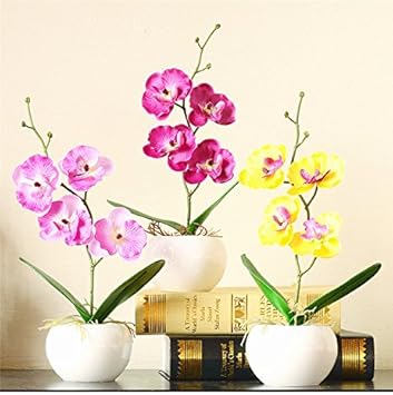 Mixed Doritaenopsis Orchid Flower Seeds ƒ?? Non-GMO Colorful Garden Blooms for Planting