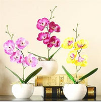 Mixed Doritaenopsis Orchid Flower Seeds ƒ?? Non-GMO Colorful Garden Blooms for Planting