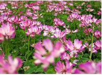 Astragalus Sinicus Flower Seeds – Heirloom Non-GMO Seeds for Nitrogen-Fixing and Garden Planting