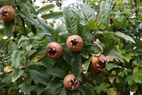 Mespilus Germanica Fruit Seeds for Planting - Hardy and Tart Fruit Trees, Heirloom Seeds