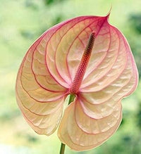 Heirloom Non-GMO Anthurium Flower Seeds for Planting – Cream Pink Tropical Blooms