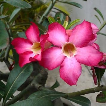 Heirloom (Heirloom scientific name) for planting in garden