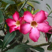 Heirloom (Heirloom scientific name) for planting in garden