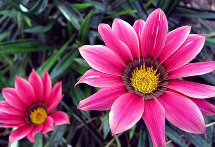 Pink Gazania Rigens Flower Seeds for Planting - NON GMO Seeds