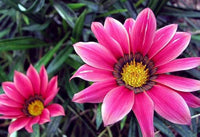Pink Gazania Rigens Flower Seeds for Planting - NON GMO Seeds