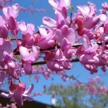 Heirloom Non-GMO Pink Cercis Flower Seeds for Ornamental Garden Planting