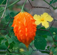 Orange Bitter Gourd Vegetable Seeds for Planting heirloom & Non-GMO Seeds