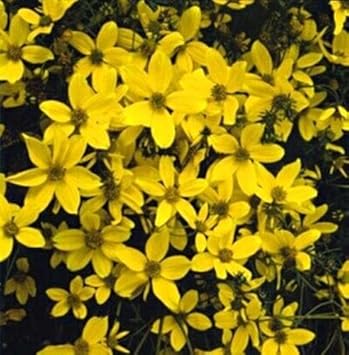 Yellow Bidens Sunshine Annual Seeds for Planting - NON GMO Seeds
