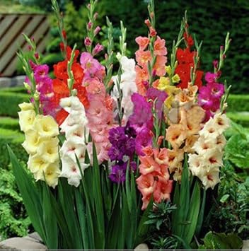 Pink Gladiolus Flower Planting Seeds 100 Pcs pcs