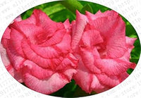 Pink Obesum Flower Seeds for Planting - 100 pcs