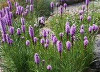 Purple Liatris Spicata Plant Seeds for Planting ƒ?? NON GMO Seeds
