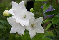 Non-GMO (Non-GMO scientific name) for planting in garden