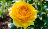 Yellow Rose Plant Seeds for Planting Non-GMO Heirloom Garden Seeds for Growing Flowers in Your Garden