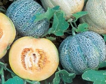 Minnesota Melon Fruit Seeds - 100 Pcspcs, Grow Your Own Cold-Hardy Melons 100 Pcs pcs