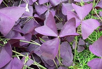 Oxalis Triangularis Flower Seeds – Heirloom, Non-GMO Seeds for Planting Vibrant Purple Blooms