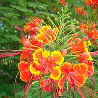 Caesalpinia Pulcherrima Flower Seeds Heirloom Non GMO Planting - 100 pcs